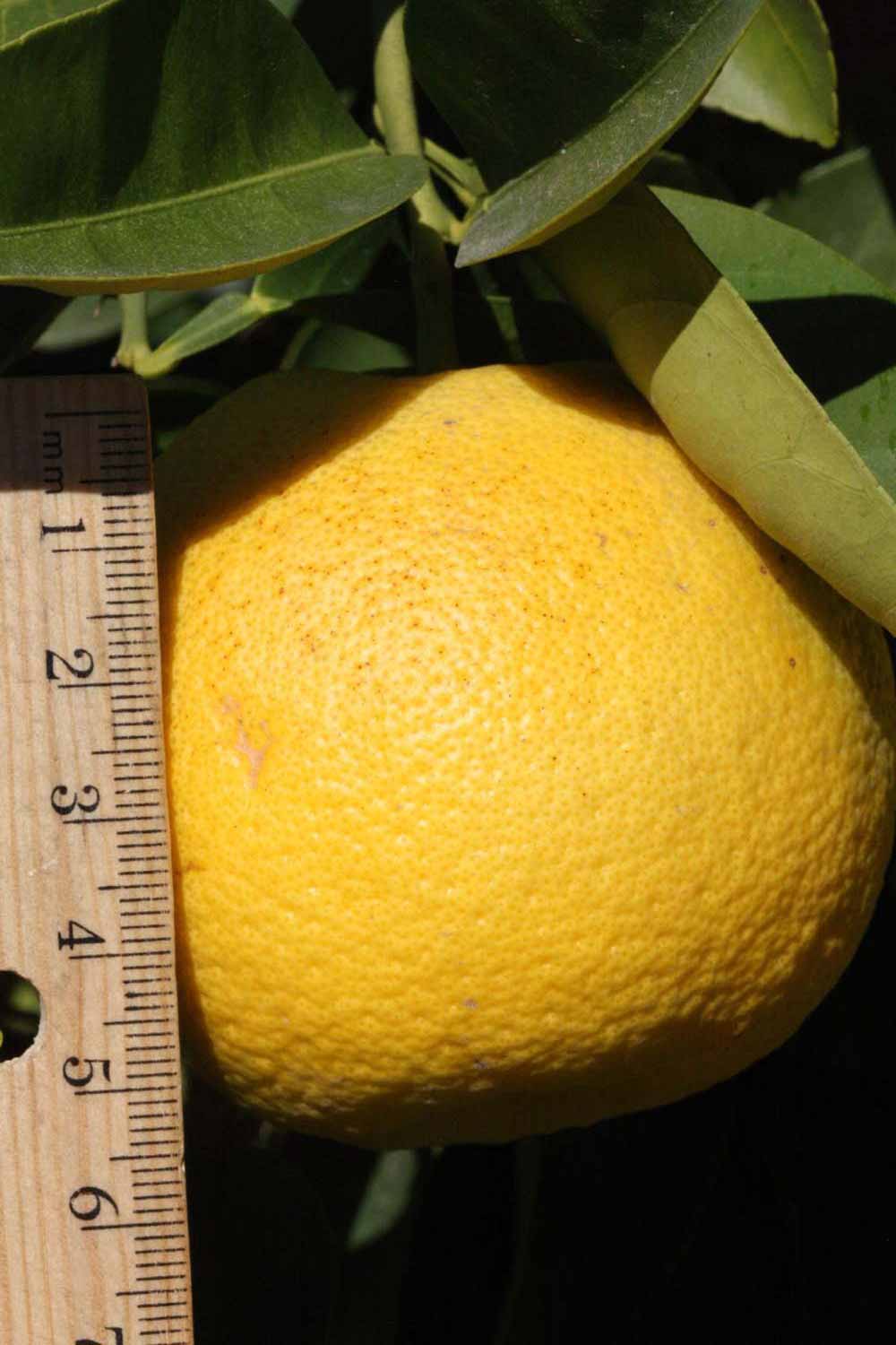              Fruit (Goutoucheng, Riverside, CA)       